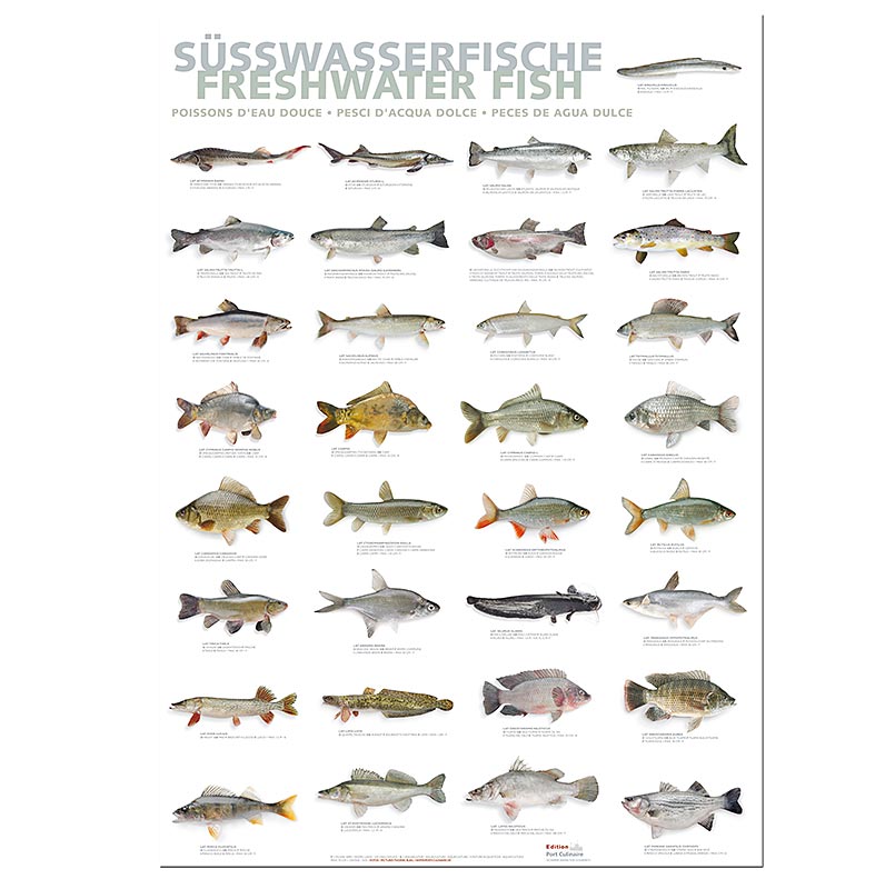 Port Culinaire - Poster cuisine poissons d'eau douce (59,4 x 84cm), 1 pc
