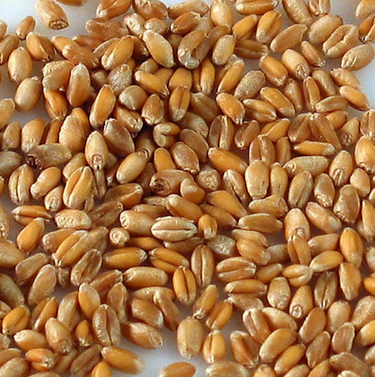 Grano integrale, biologico, 1 kg